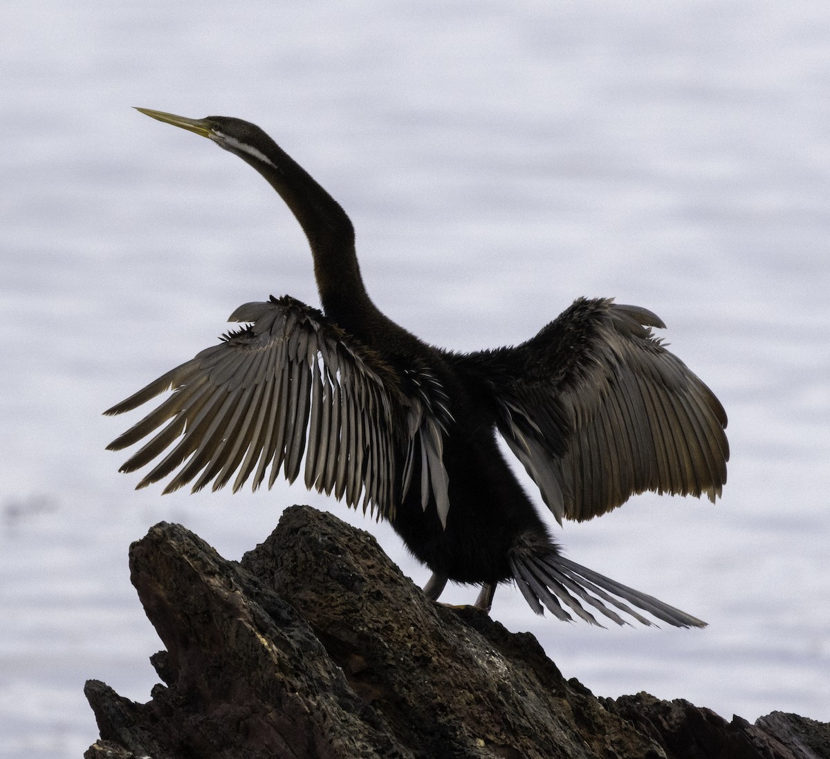 Anhinga d'Australie - ML619557623