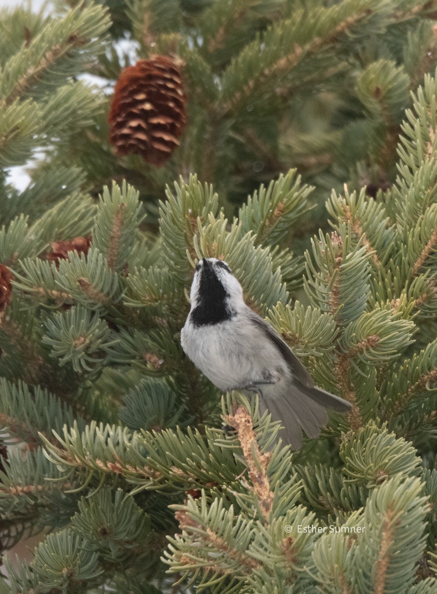 Mountain Chickadee - Esther Sumner