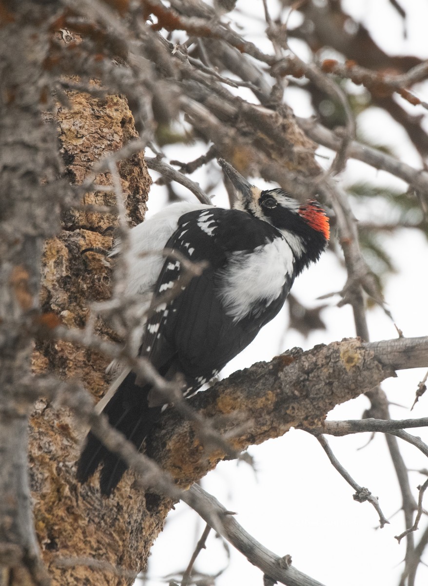 Hairy Woodpecker (Rocky Mts.) - Esther Sumner