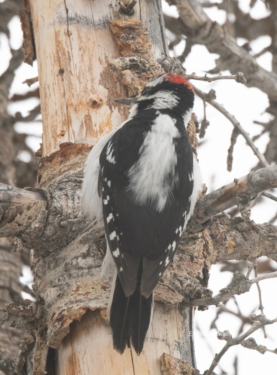 Hairy Woodpecker (Rocky Mts.) - Esther Sumner