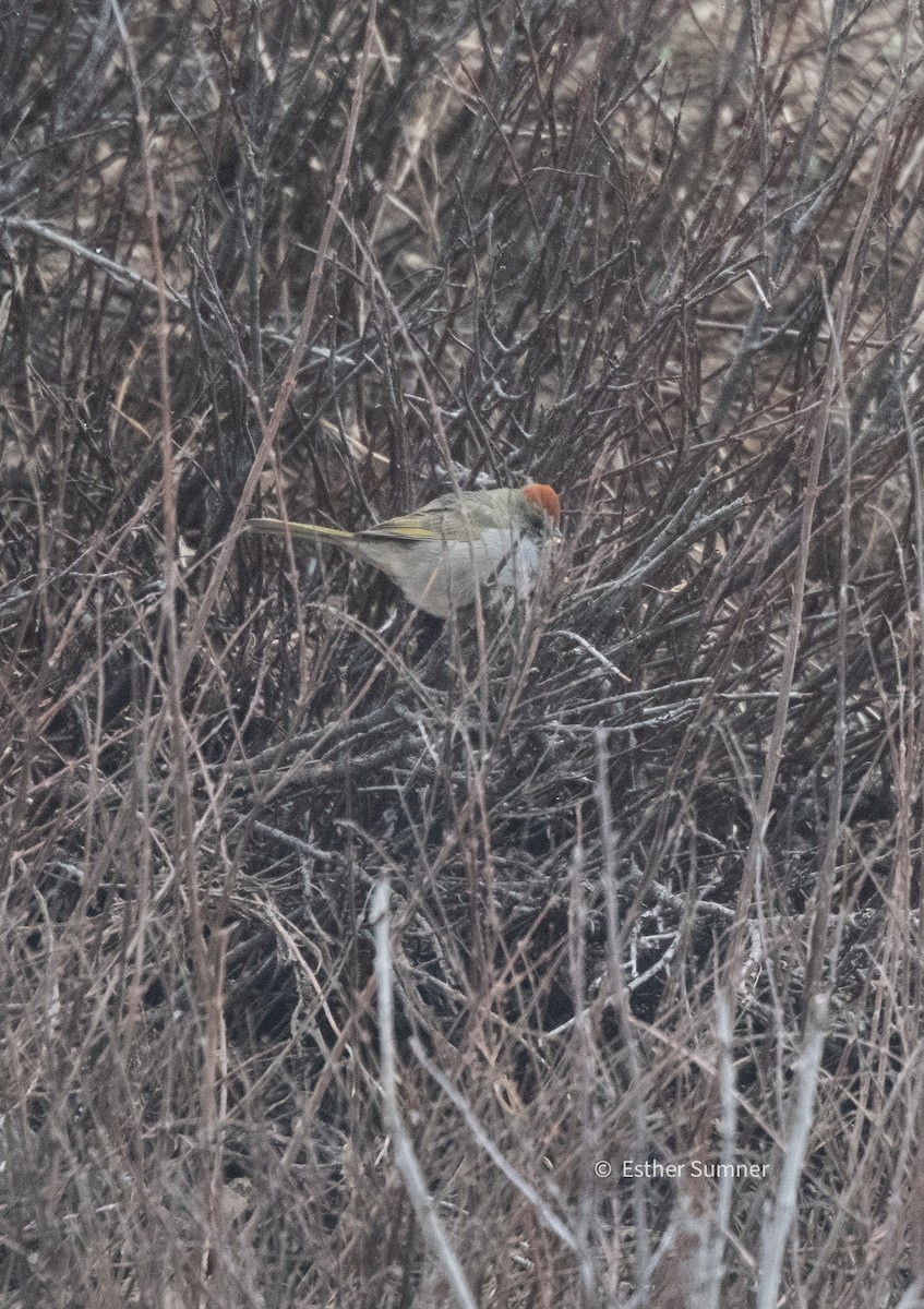 Green-tailed Towhee - Esther Sumner