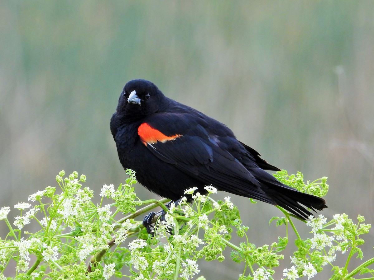 Red-winged Blackbird - Carol Ann Krug Graves