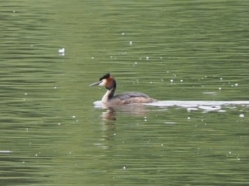 Great Crested Grebe - James Tatlow