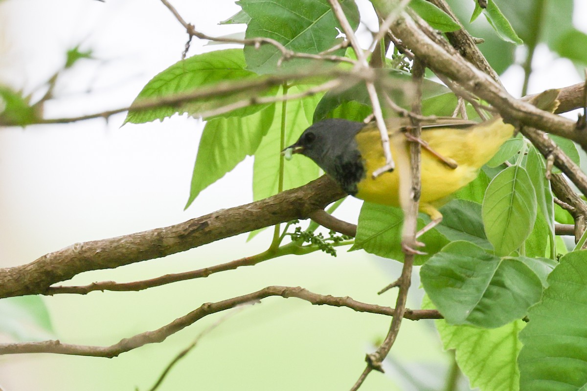 Mourning Warbler - Nathan Goldberg