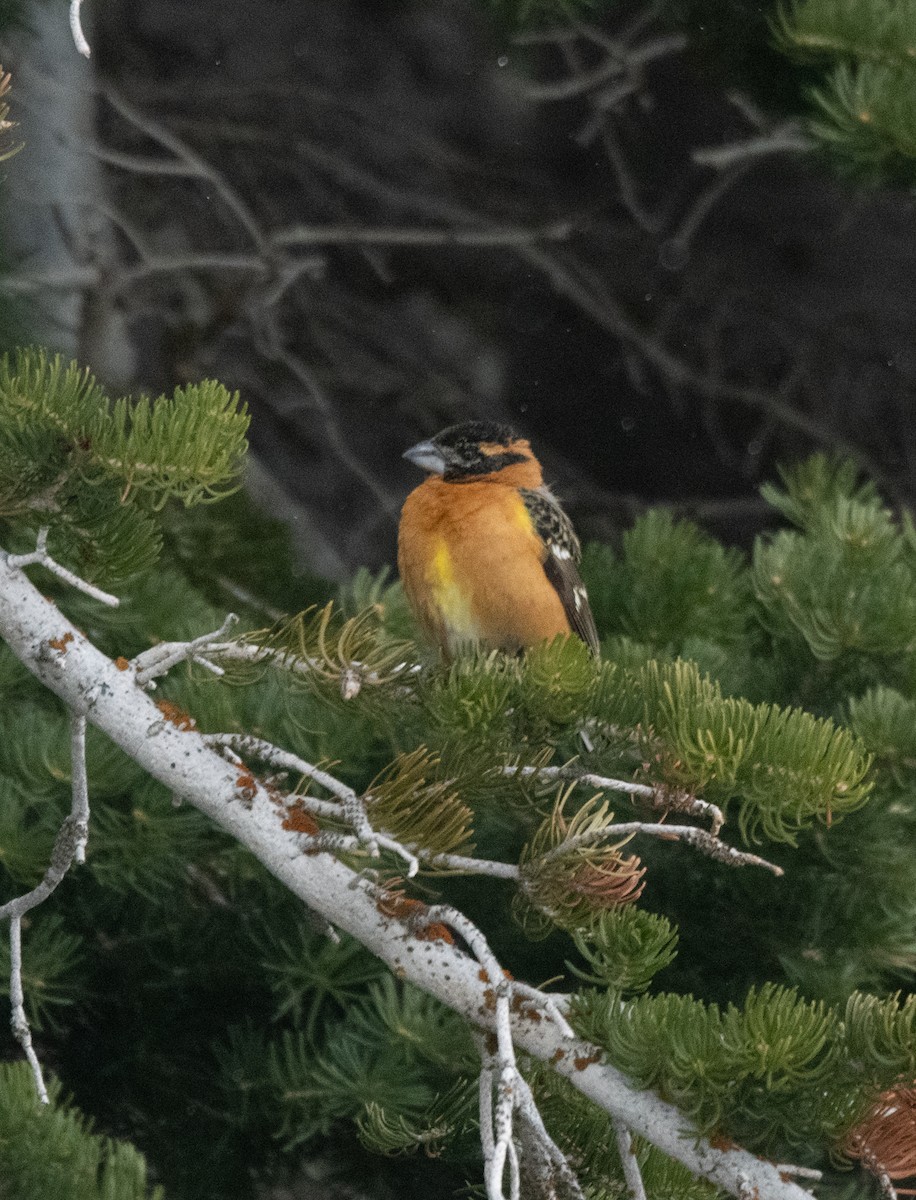 Black-headed Grosbeak - Esther Sumner