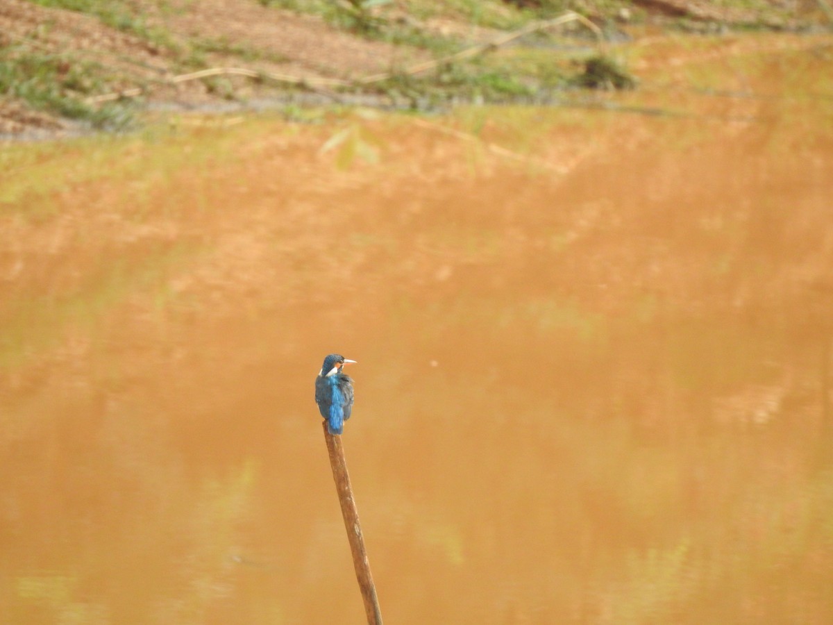 Common Kingfisher - Angeline Mano M