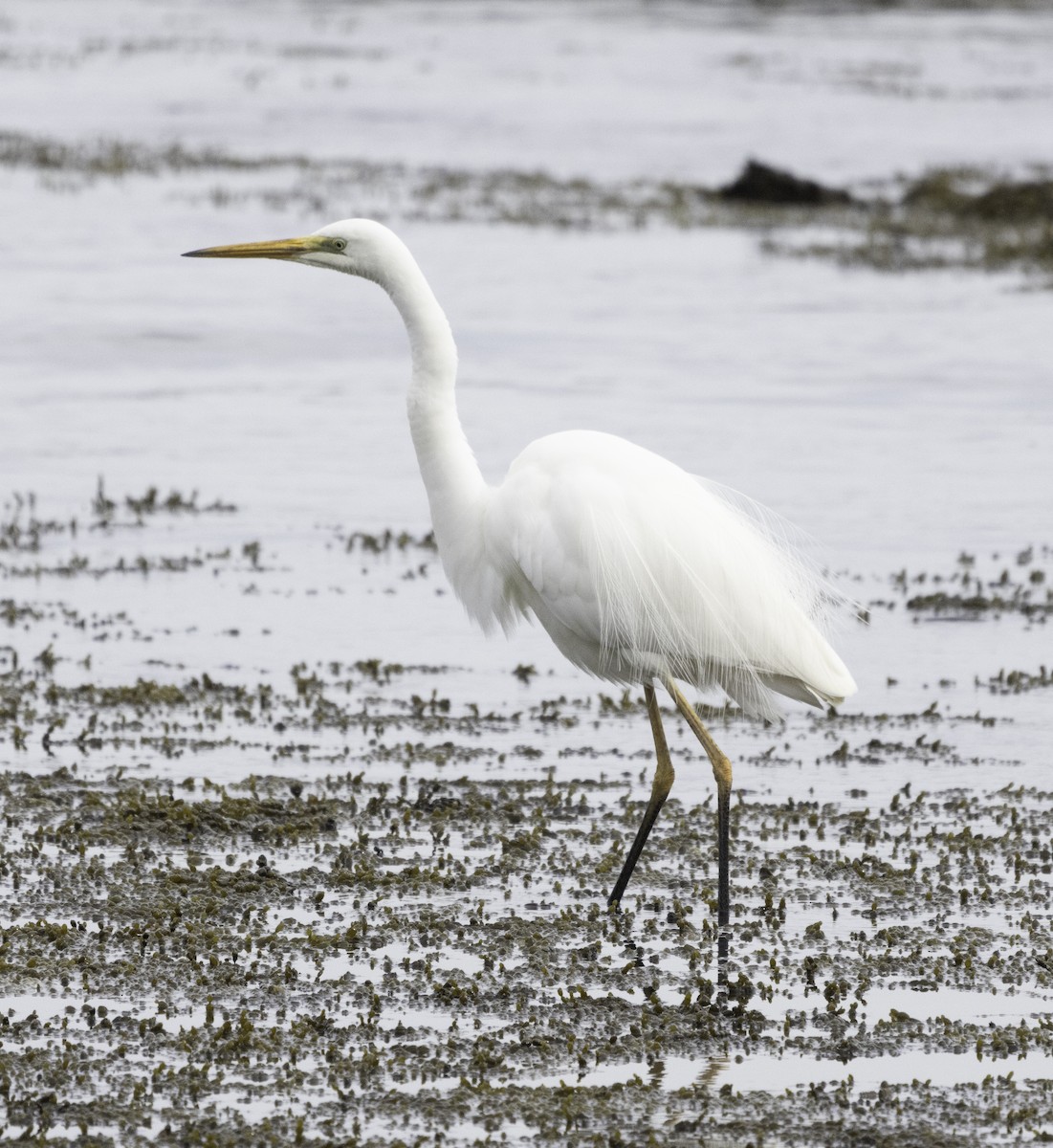 Great Egret (modesta) - ML619557644