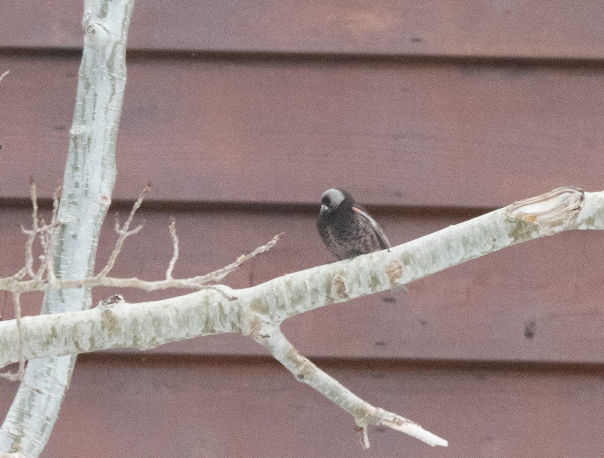 Black Rosy-Finch - Esther Sumner