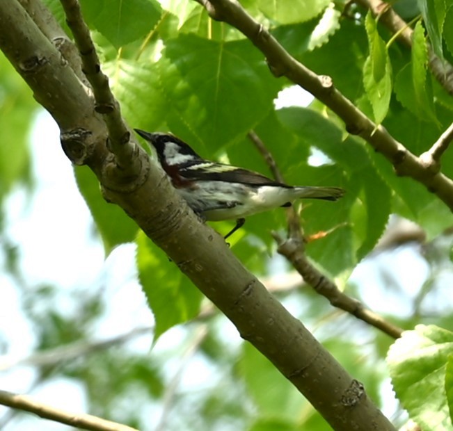 Chestnut-sided Warbler - Nicolle and H-Boon Lee