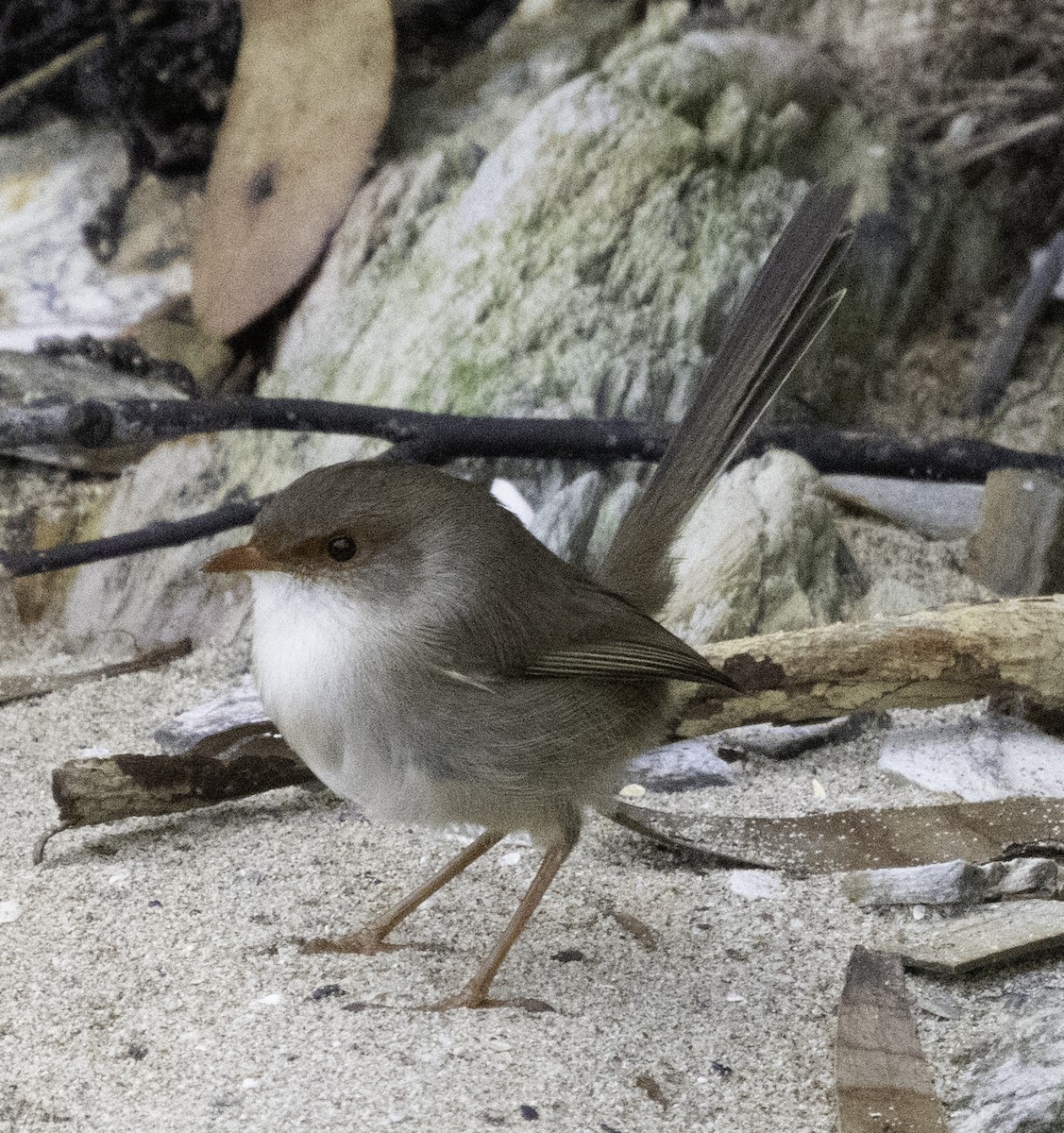 Superb Fairywren - ML619557653