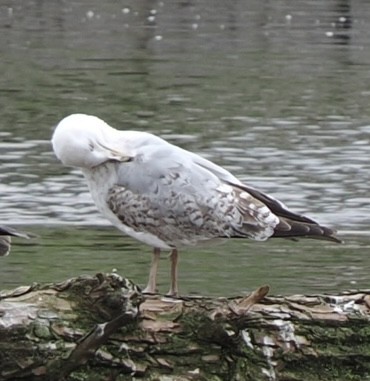 Herring Gull - James Tatlow