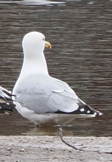 Herring Gull - James Tatlow