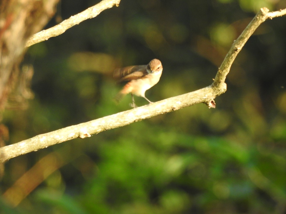 Gray Bushchat - Selvaganesh K