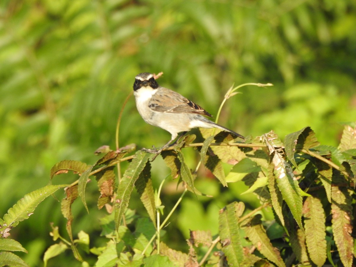 Gray Bushchat - Selvaganesh K