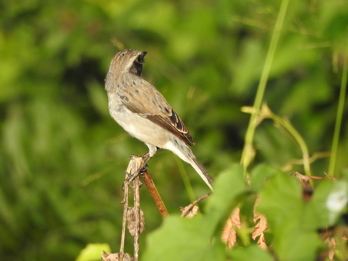 Gray Bushchat - Selvaganesh K