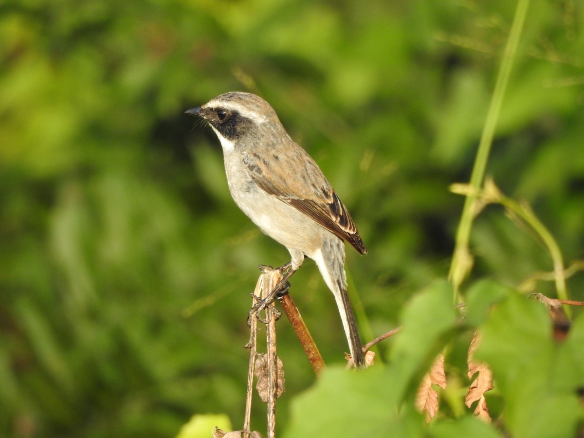 Gray Bushchat - Selvaganesh K