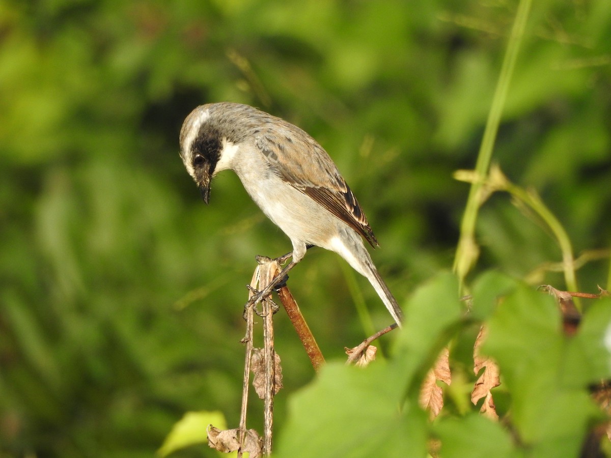 Gray Bushchat - Selvaganesh K