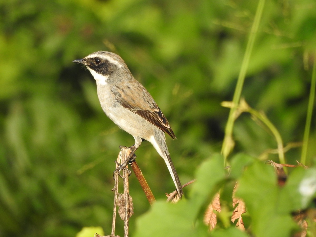 Gray Bushchat - Selvaganesh K