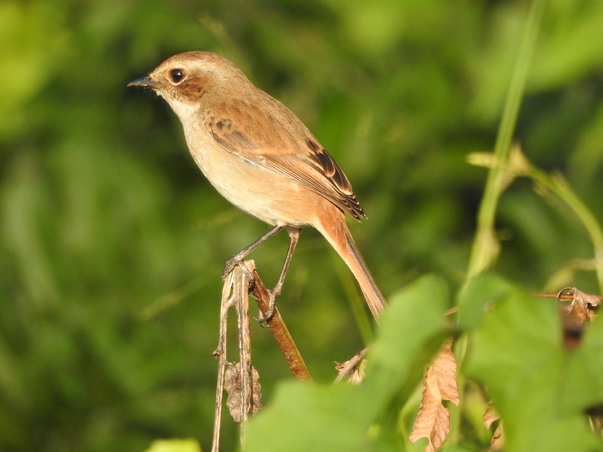 Gray Bushchat - ML619557673