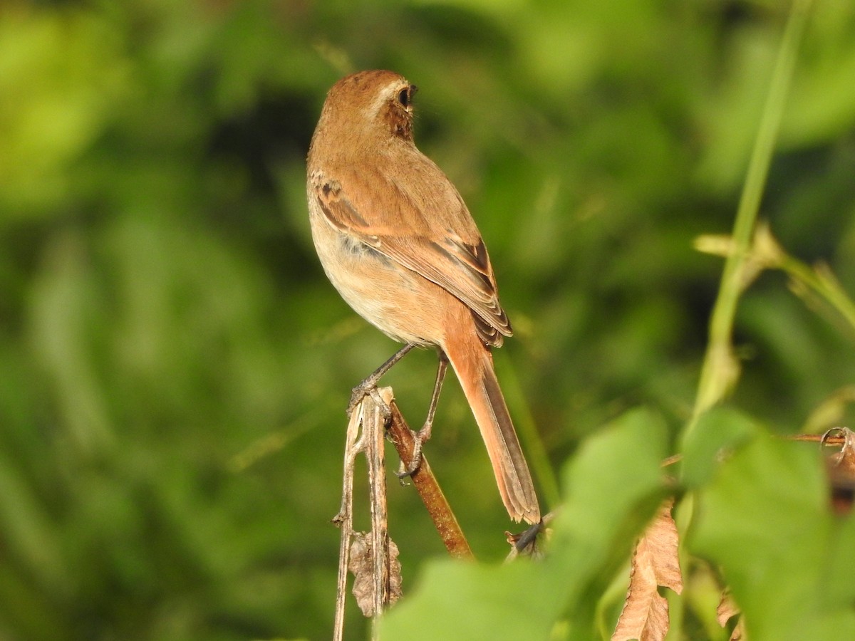 Gray Bushchat - ML619557674