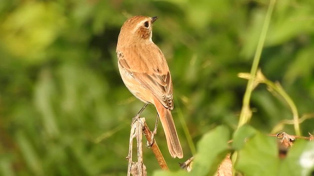 Gray Bushchat - ML619557675