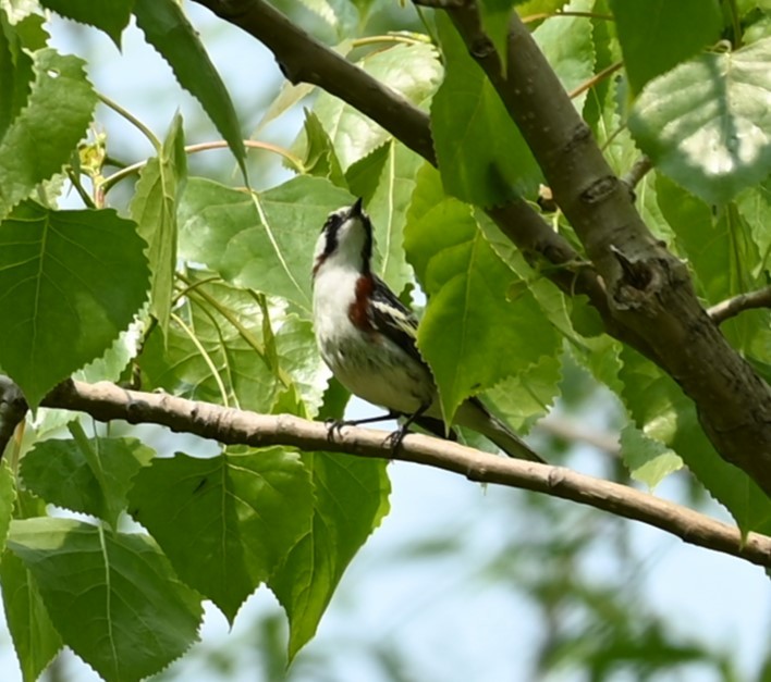 Chestnut-sided Warbler - Nicolle and H-Boon Lee