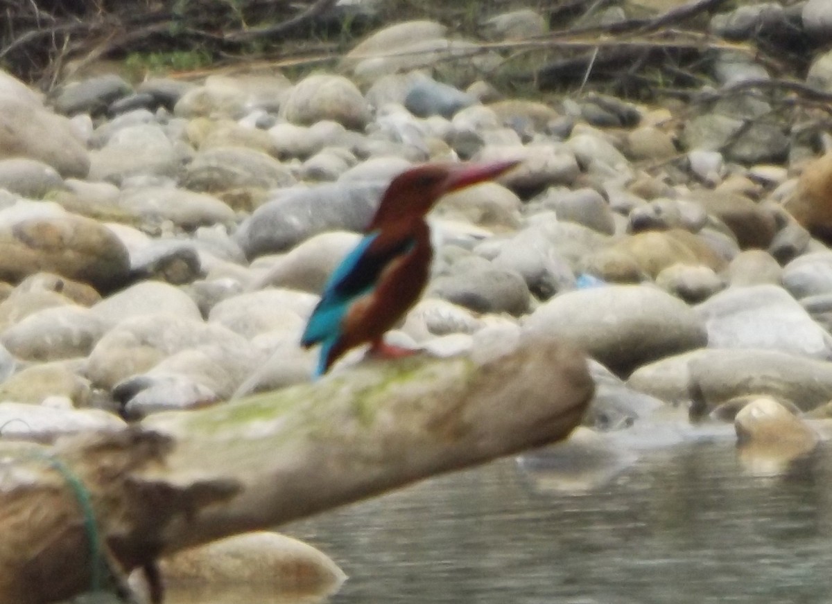 White-throated Kingfisher - Rodney Macready