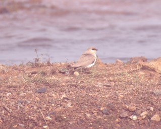 Small Pratincole - sabyasachi jena