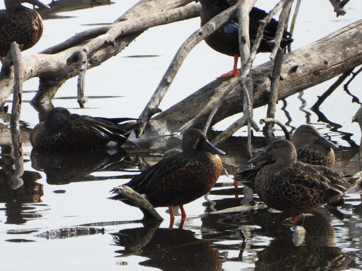 Australasian Shoveler - Line Perrins