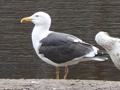 Lesser Black-backed Gull - James Tatlow