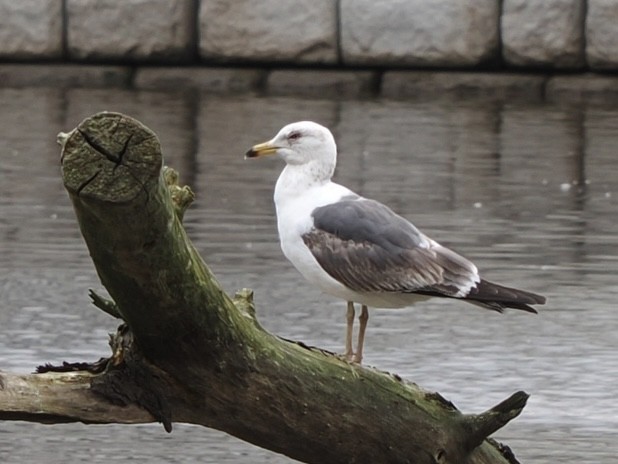 Lesser Black-backed Gull - James Tatlow