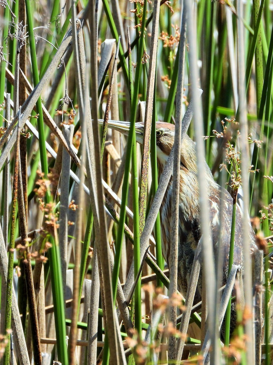 American Bittern - Carol Ann Krug Graves