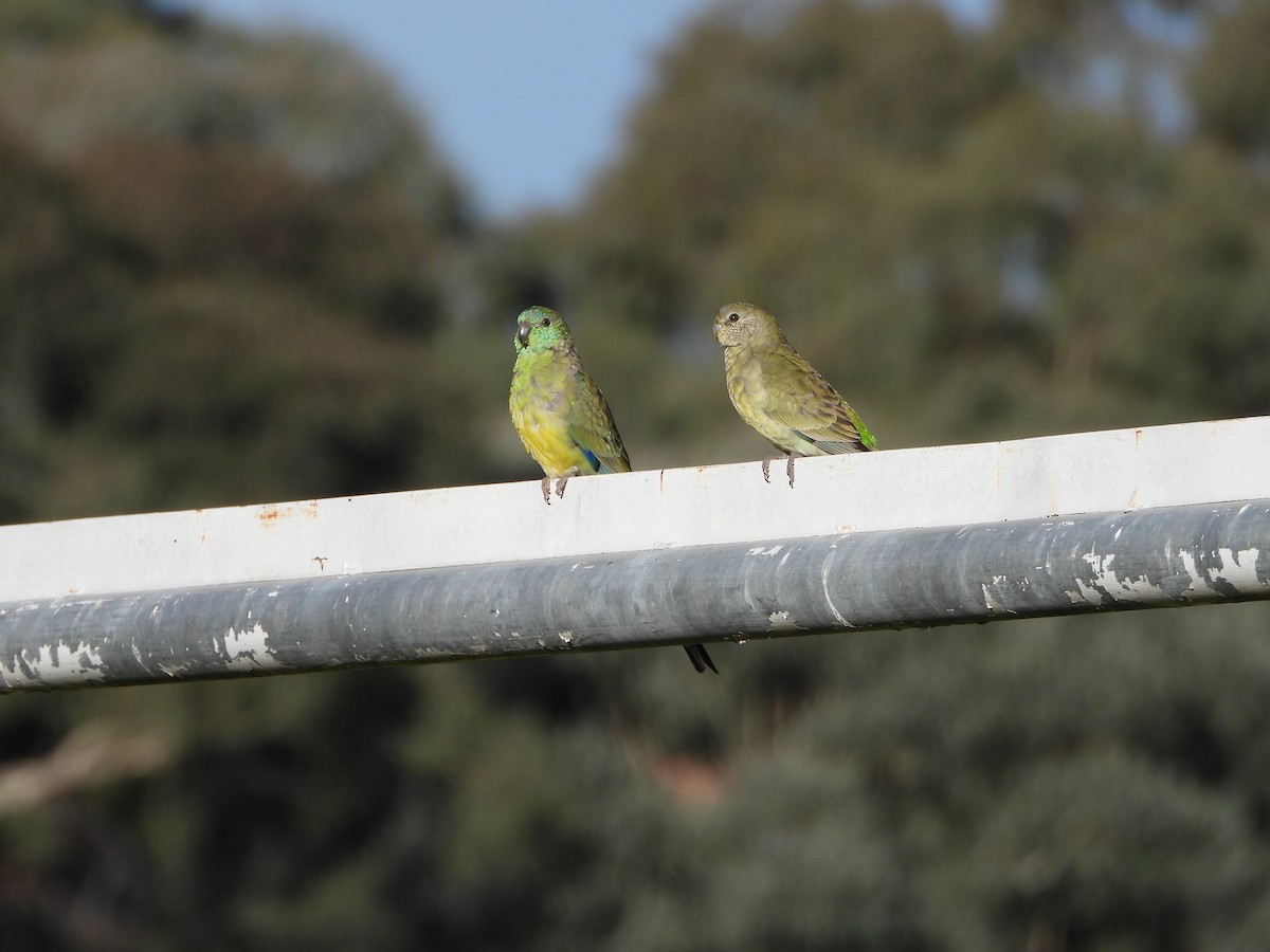 Red-rumped Parrot - Line Perrins