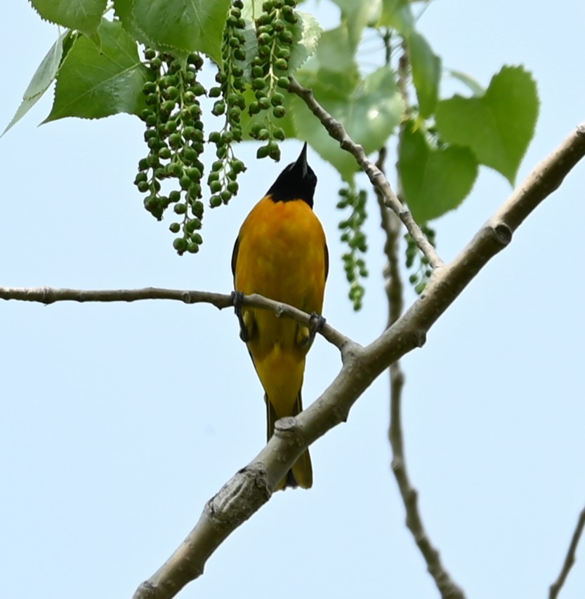 Baltimore Oriole - Nicolle and H-Boon Lee