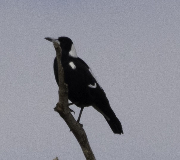 Australian Magpie - John Brown