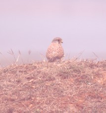 Eurasian Kestrel - sabyasachi jena