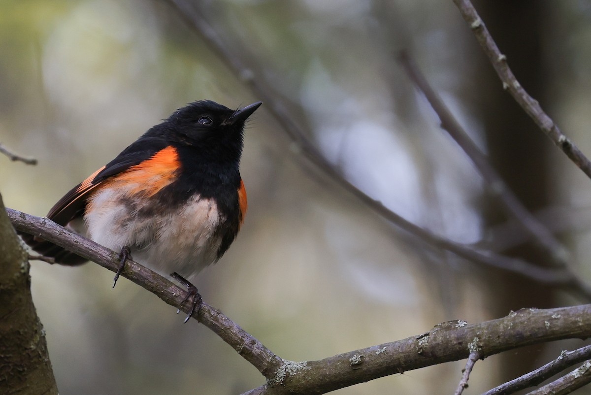 American Redstart - Nathan Goldberg