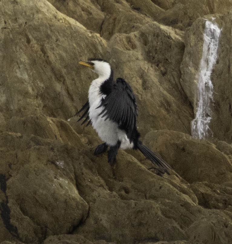 Little Pied Cormorant - John Brown