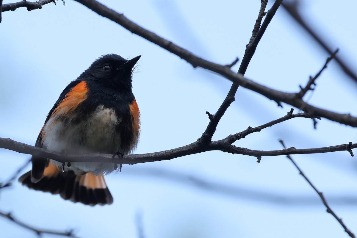 American Redstart - Nathan Goldberg