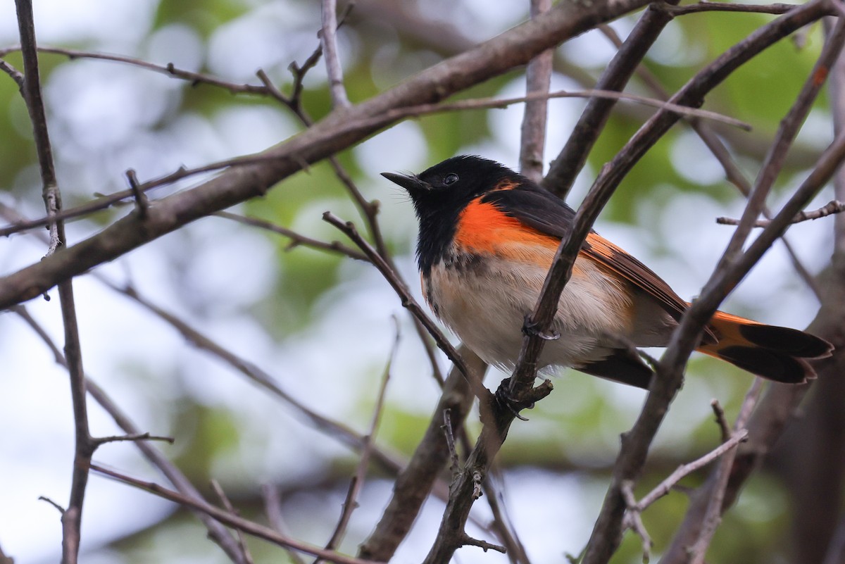 American Redstart - Nathan Goldberg