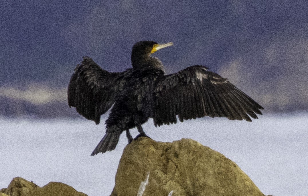 Great Cormorant (Australasian) - John Brown