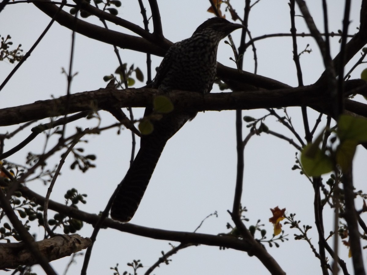 Asian Koel - Rodney Macready