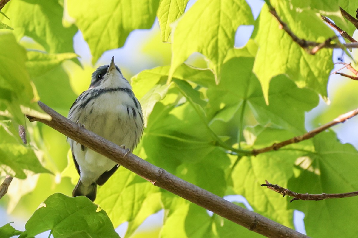 Cerulean Warbler - Nathan Goldberg