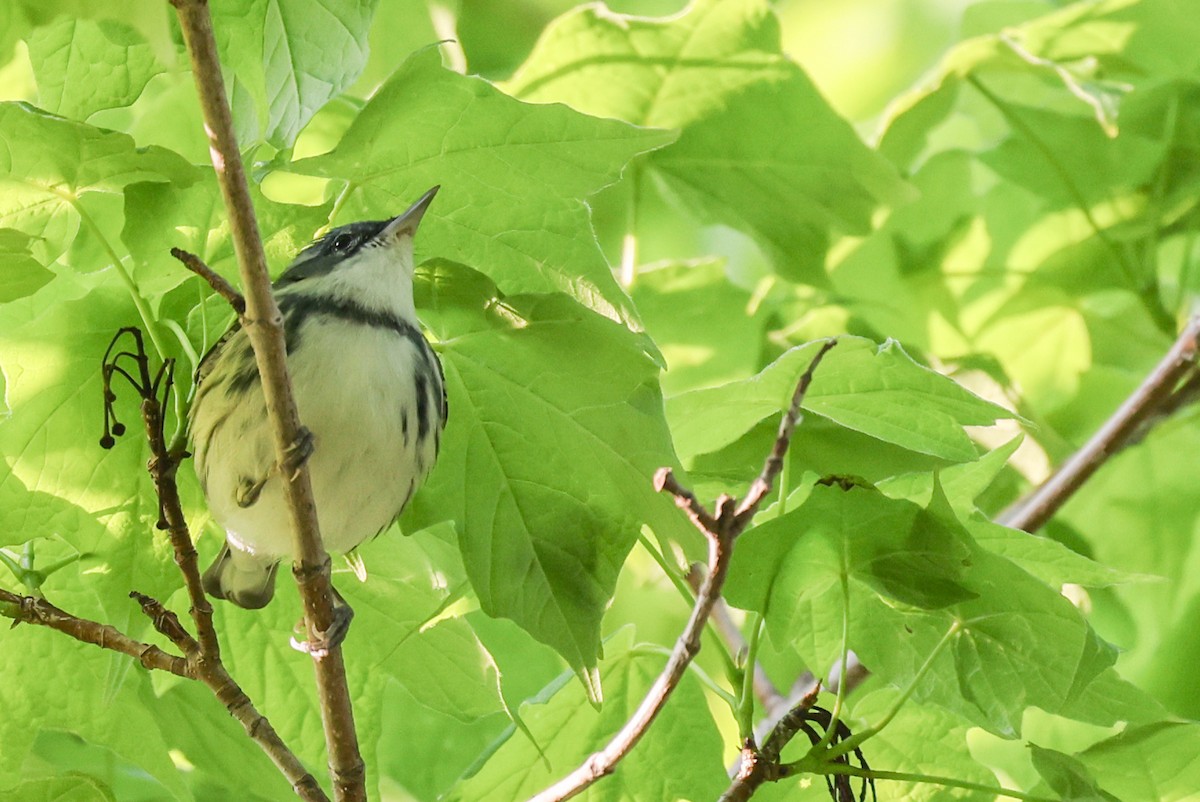 Cerulean Warbler - Nathan Goldberg