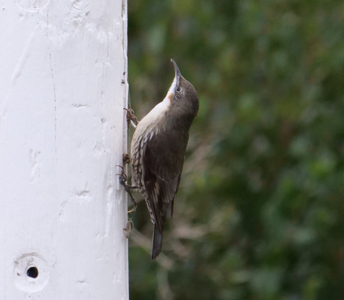 White-throated Treecreeper - Ian Gibson