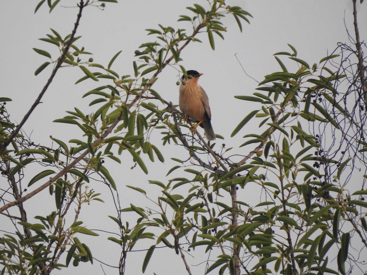 Brahminy Starling - Angeline Mano M