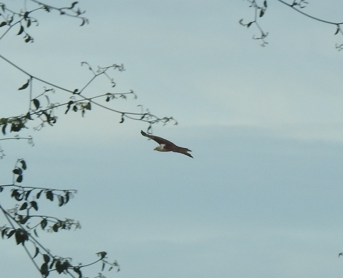 Brahminy Kite - Angeline Mano M