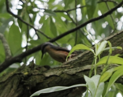 Eurasian Nuthatch - ML619557731