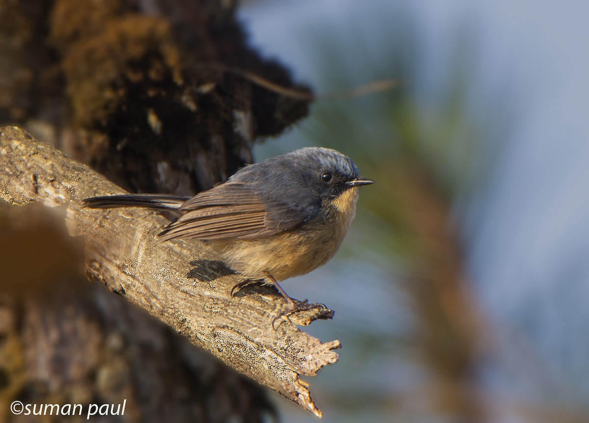 Slaty-blue Flycatcher - ML619557732