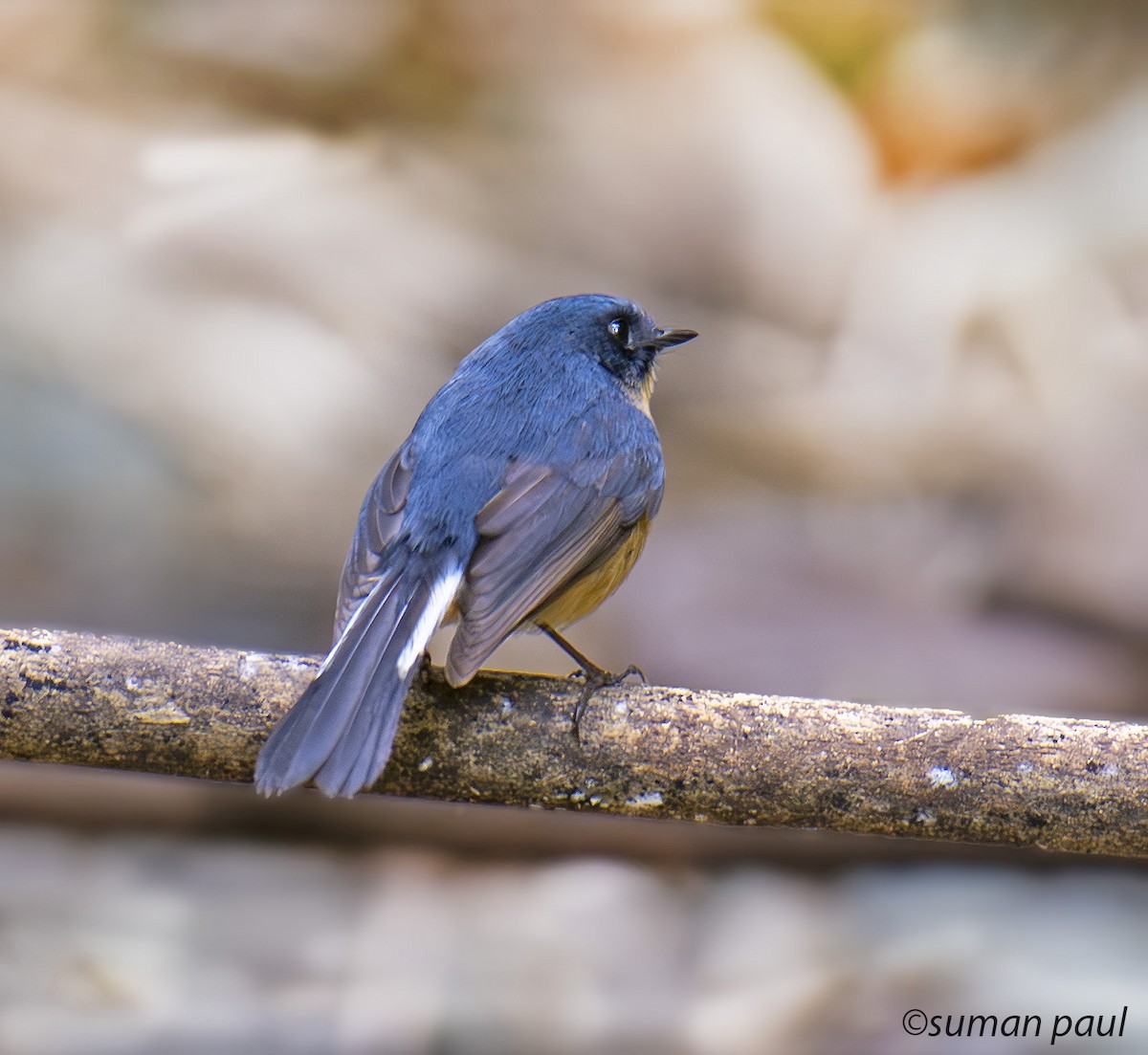 Slaty-blue Flycatcher - ML619557733